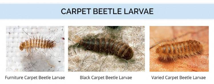 Adult Carpet Beetles are not the real problem with this common type of pest  as they tend to live outside