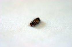 They are very different and distinct from other types of carpet beetles