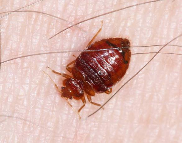 can bed bugs live outside the house