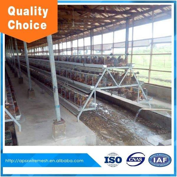 China Chicken breeding cage/layer egg chicken cage/poultry farm house design